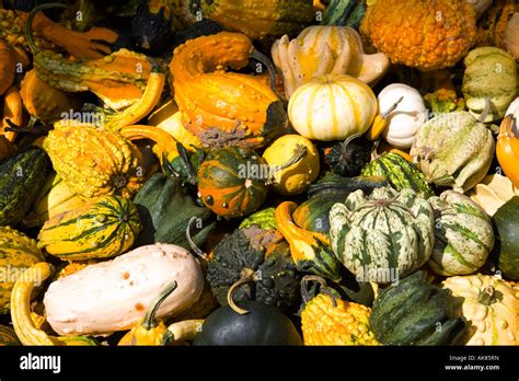 squash gourd for decoration colorful Stock Photo - Alamy