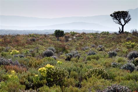 Scientists win U.N. data prize for monitoring threats to South African biodiversity hotspot ...