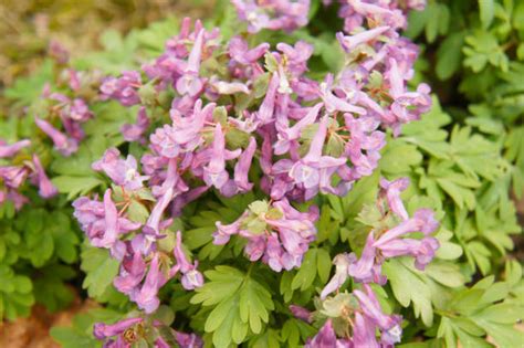 Best Corydalis Stock Photos, Pictures & Royalty-Free Images - iStock