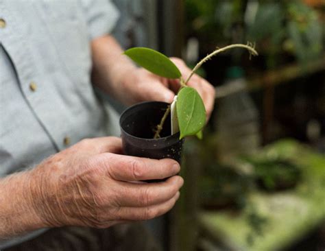 How To Propagate Hoya Plants - devenne