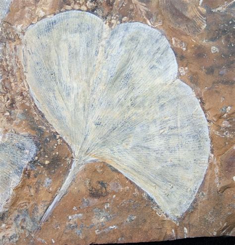 Spectacular Fossil Ginkgo Leaf Plate - North Dakota (#15818) For Sale - FossilEra.com