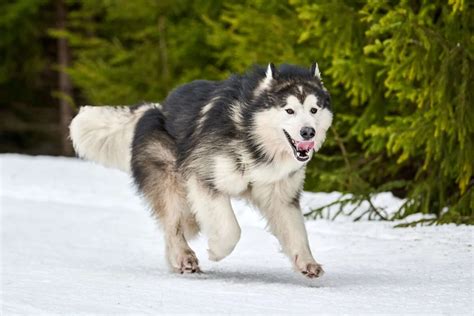 Alaskan Malamute Dog Breed Info All you NEED to know.