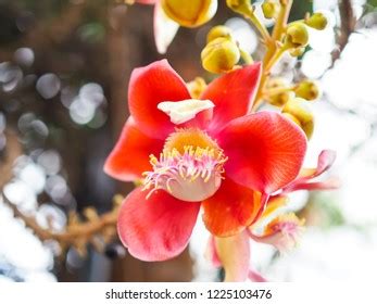 Cannonball Flowers Cannonball Tree Sala Tree Stock Photo 1225103476 ...