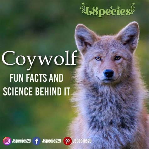 Coywolf | Genetics & Fun Facts