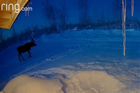 Rare Footage of Moose Dropping Antlers from Security Camera Goes Viral