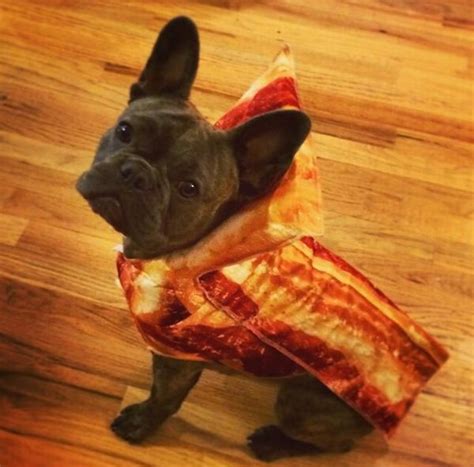 Bacon Dog Costume by Rasta Imposta | BaxterBoo