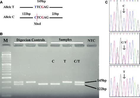 Restriction site and examples of genotyping results for PEX6 rs1129186.... | Download Scientific ...