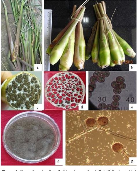 Morphogenesis of edible gall in Zizania latifolia (Griseb.) Turcz. ex Stapf due to Ustilago ...