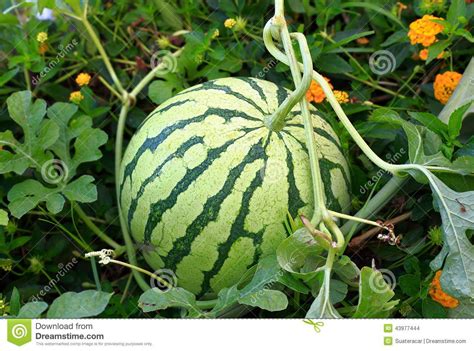 Watermelon | Watermelon, Fruits images, Fruit