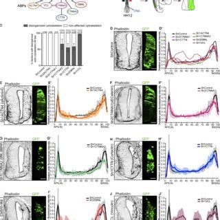 Vinculin is required to maintain the actin cytoskeleton and the... | Download Scientific Diagram