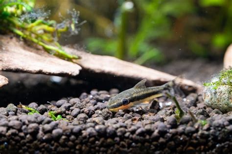 The Optimal Otocinclus Tank Size - Avid Aquarist