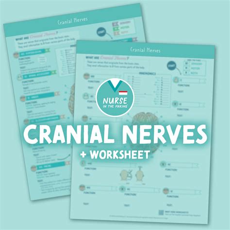 Cranial Nerves Study Guide + Worksheet – NurseInTheMaking