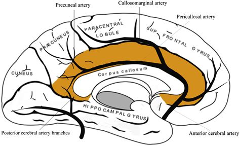 Cingulate infarction: A neuropsychological and neuroimaging study - Journal of the Neurological ...