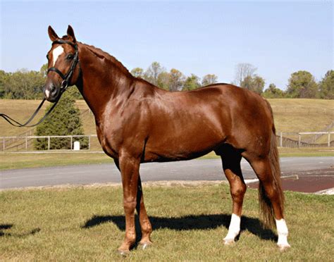 Hanoverian Horse Info, Origin, History, Pictures