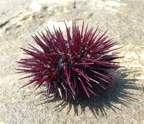 10 Interesting Sea Urchin Facts | My Interesting Facts