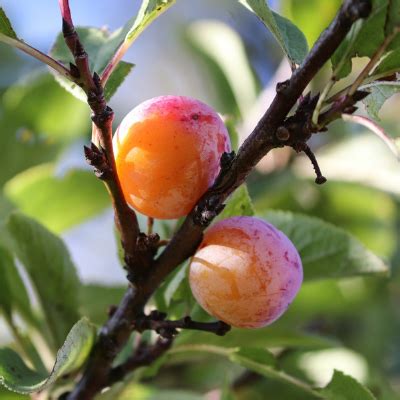 Mexican Plum Tree - Bob Wells Nursery - U.S. Shipping