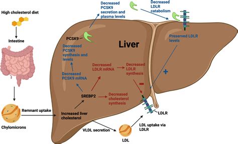 Cholesterol Synthesis In Liver