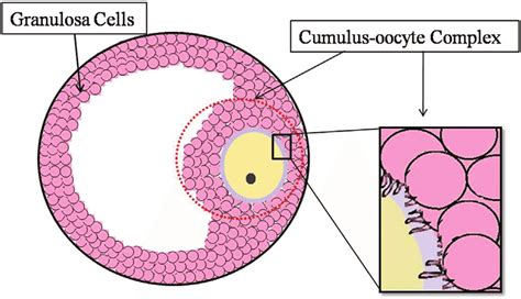 Cumulus-oocyte complex schematic figure | Download Scientific Diagram