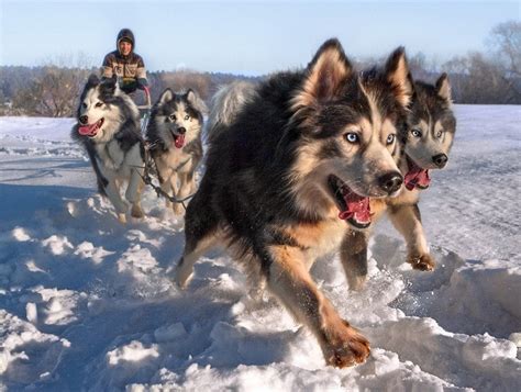 Siberian Husky Sled Dogs : r/pics