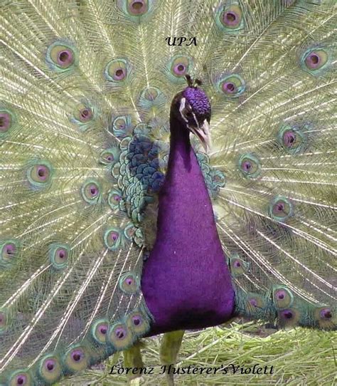 purple peafowl | Beautiful birds, Peafowl, Peacock pictures