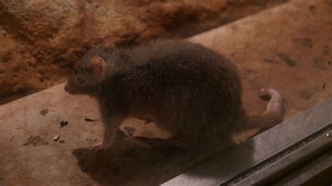 Long-footed Potoroo | NatureRules1 Wiki | Fandom