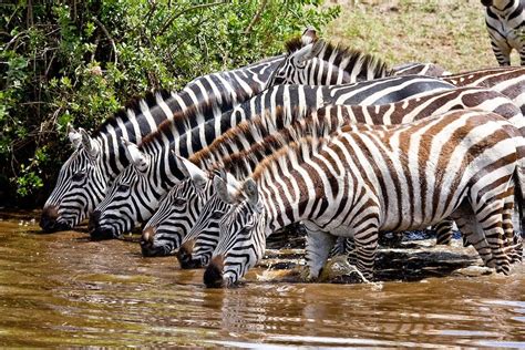 GORGEOUS TANZANIA WILDLIFE SAFARIS SNAPSHOTS