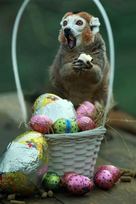 18 Animals That Are Totally Ready for Easter | Pleated Jeans