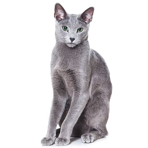 Russian Blue Cat Breed: Profile, Personality, Facts