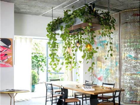 plants hanging from ceiling - Szukaj w Google | Interior plants, Indoor ...