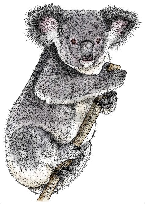 Koala Drawing at PaintingValley.com | Explore collection of Koala Drawing