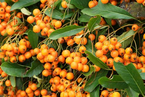 Pyracantha coccinea