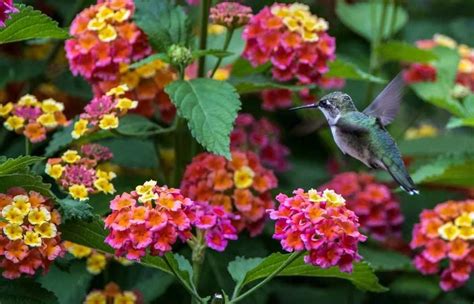 15 Best Flowers to Attract Hummingbirds (w/ photos) ~ Homestead and Chill