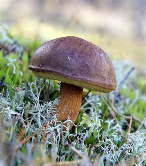 20 G Fresh BAY BOLETE Mycelium Boletus Badius Buy Mushroom - Etsy Norway