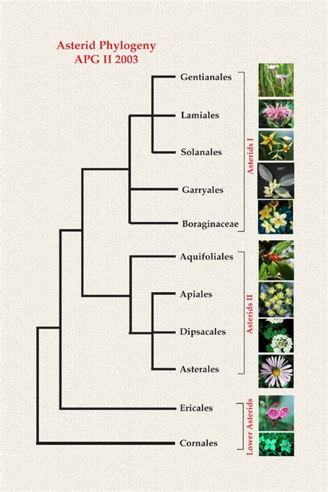 Asterid Phylogeny