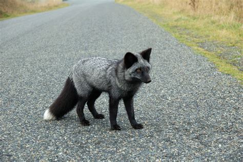 Black Foxes In 45 Pictures Showing The Beauty Is Hidden In Their Fur