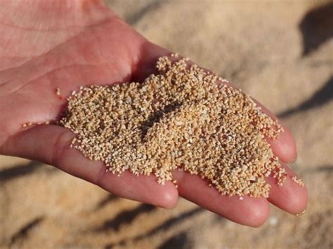 Star-shaped sand on Hoshizuna Beach in Japan - Strange Sounds