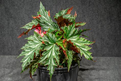 Begonia ‘Angel Wing Spotted’ 10″ Pot – 305 Greenery, Inc.