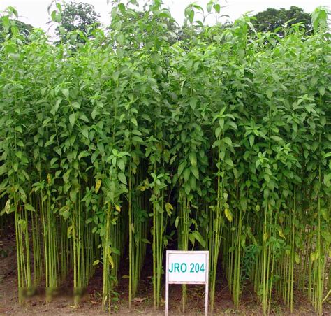 Jute Cultivation Area Rises – Vashisht Jute Agencies Private Limited