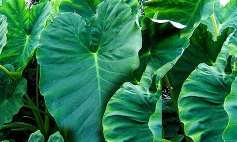 22 Essential Health Benefits Of Cocoyam Leaves (Kontomire) - GBAfrica