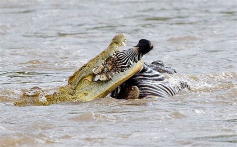 Crocodiles eating a human shocks British tourists on Zambezi sunset cruise