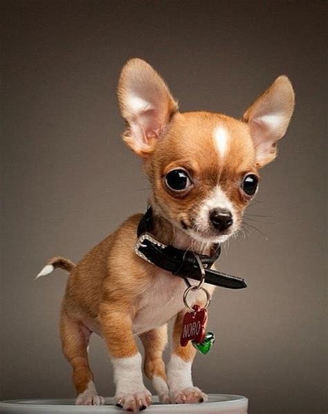 The tiniest chihuahua. | AWWW.. Cutest lil critters ever! | Pinterest