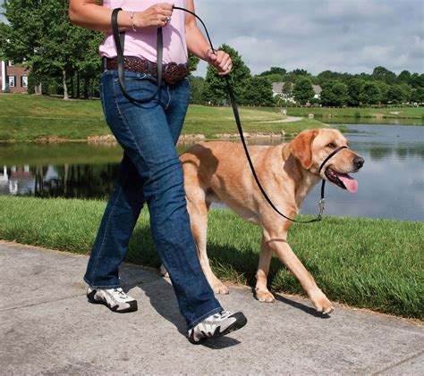 Best Leash for Dogs that Pull: 5 Great Options to Reign in an Over-Eager Dog