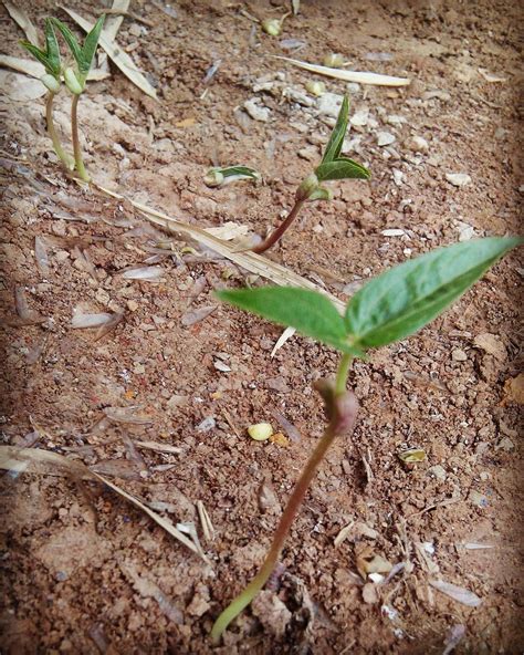 8 Panduan Lengkap Cara Menanam Kacang Hijau - Bertani