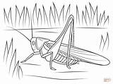 Cricket coloring page  Free Printable Coloring Pages sketch template