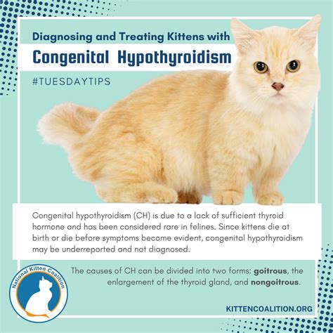 Diagnosing and Treating Kittens with Congenital Hypothyroidism ...