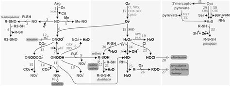 Production and reactivity of reactive nitrogen, oxygen, and sulfur ...