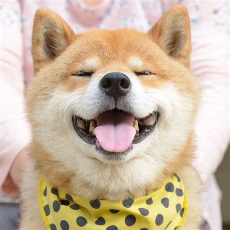 Giá Chó Shiba? Những Lưu Ý Khi Mua Chó Shiba Thuần Chủng