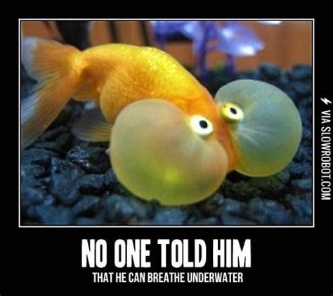 Well this is awkward. | Fishing humor, Funny animal faces, Animal antics