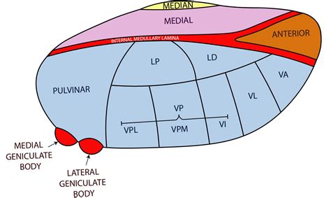 Thalamus Anatomy and Hypothalamus | RITE and Board Exam Review