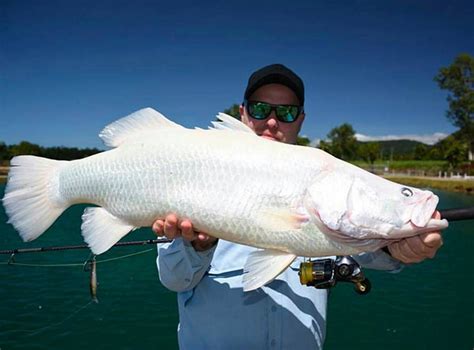 Golden Tiger Barramundi กะพงโคตรแรร์ ความสวยงามที่มีจริงในธรรมชาติ